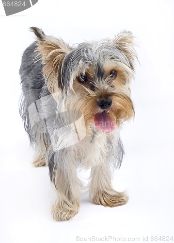 Image of picture of a Yorkshire terrier puppy over white