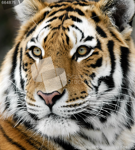 Image of Tiger