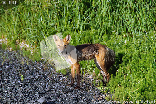 Image of Red Fox