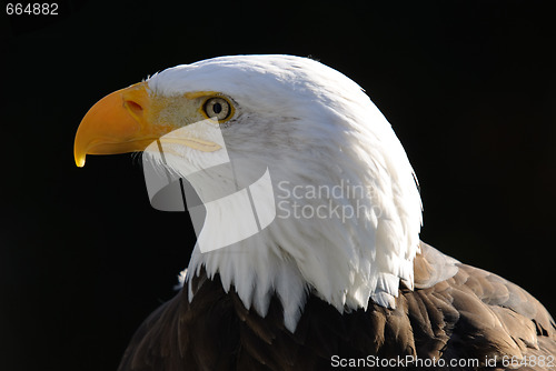Image of Bald Eagle