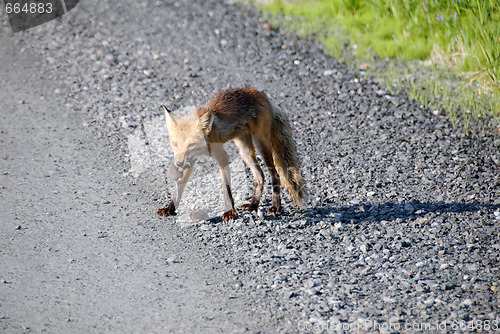 Image of Red fox