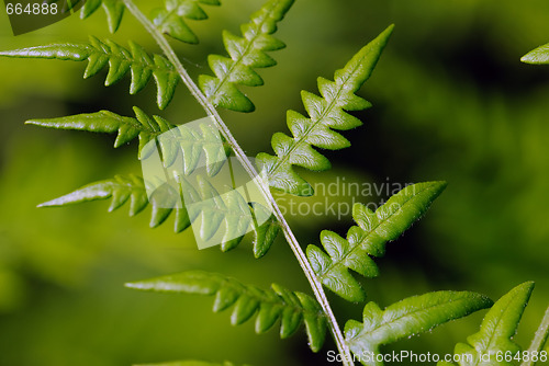 Image of Fern