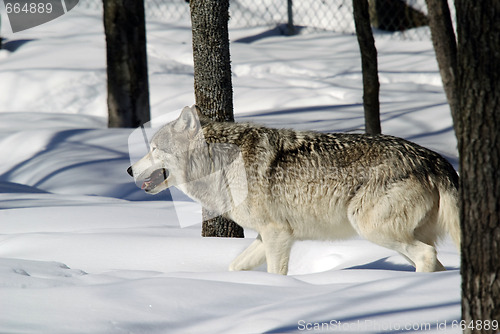 Image of Gray Wolf