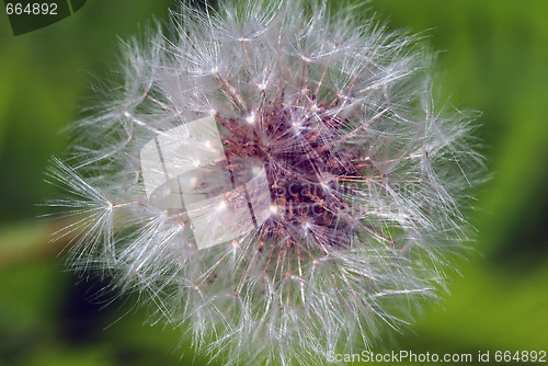 Image of Dandelion