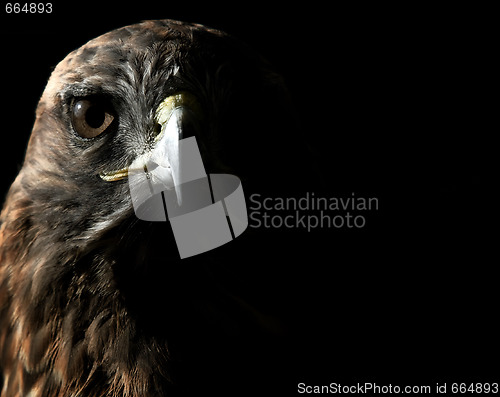 Image of Red-tailed Hawk