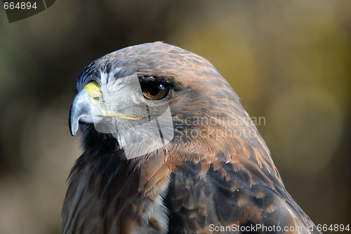 Image of Red-tailed Hawk