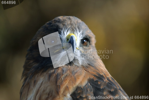 Image of Red-tailed Hawk