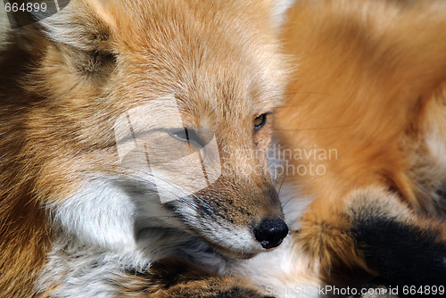 Image of Red Fox Portrait