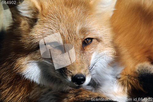 Image of Red Fox Portrait