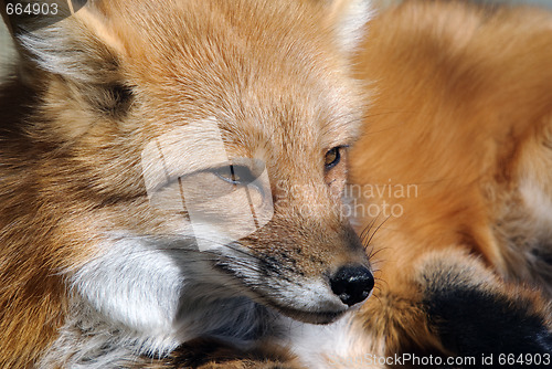 Image of Red Fox Portrait
