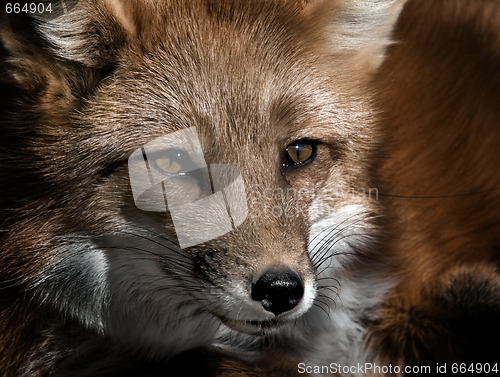 Image of Red Fox Portrait