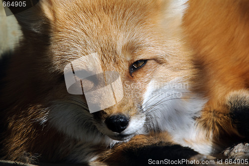 Image of Red Fox Portrait