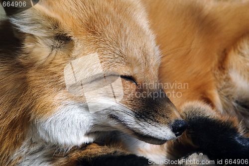 Image of Red Fox Portrait