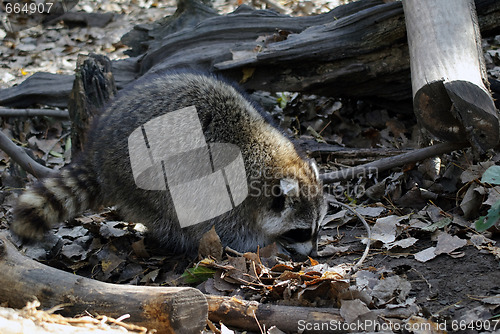 Image of Raccoon