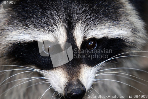 Image of Raccoon