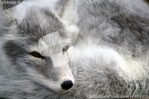 Image of Arctic Fox