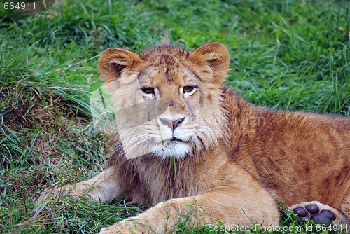 Image of Young male lion