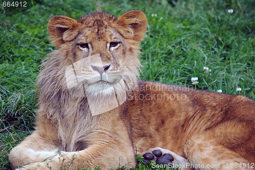 Image of Young male lion