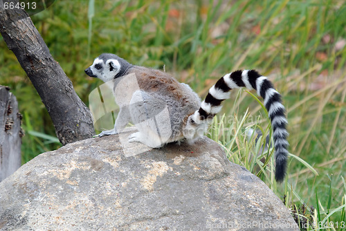 Image of Ring-tailed Lemur