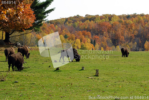 Image of Bison herd