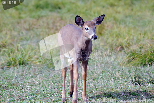 Image of Whitetail deer