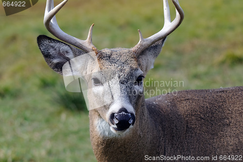 Image of Whitetail deer