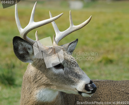 Image of Whitetail deer