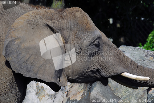 Image of Elephant