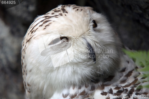 Image of Snowy Owl