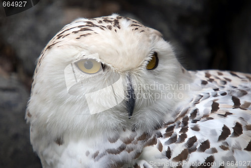Image of Snowy Owl