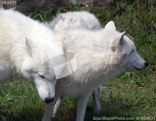 Image of Arctic Wolf