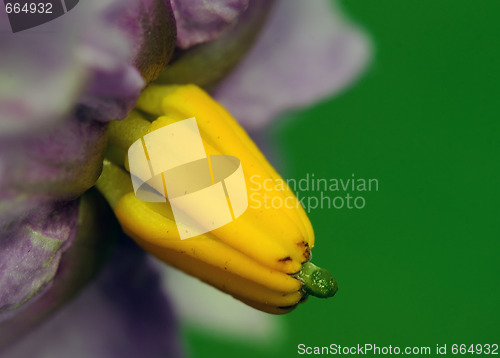 Image of Potato plant flower