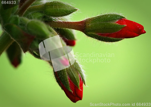 Image of Red flowers