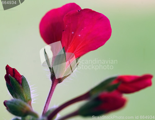 Image of Red flowers