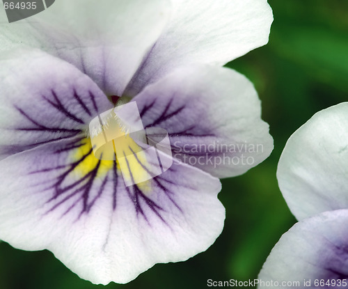 Image of Viola tricolor