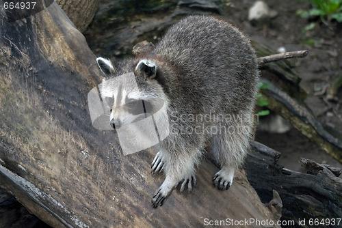 Image of Raccoon