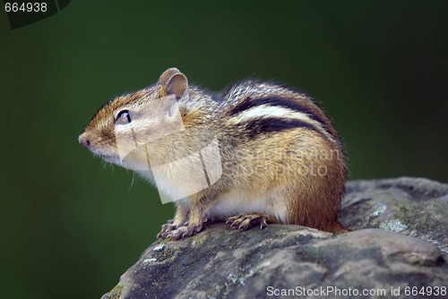 Image of Eastern Chipmunk