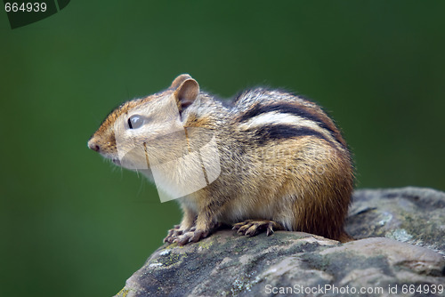 Image of Eastern Chipmunk