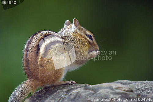 Image of Eastern Chipmunk