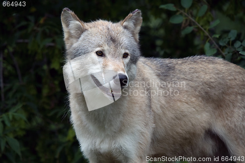 Image of Gray Wolf