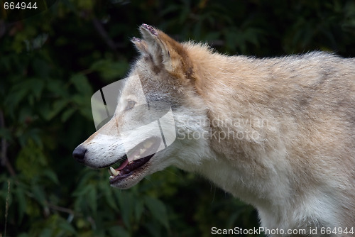 Image of Gray Wolf