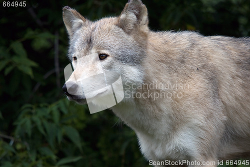 Image of Gray Wolf