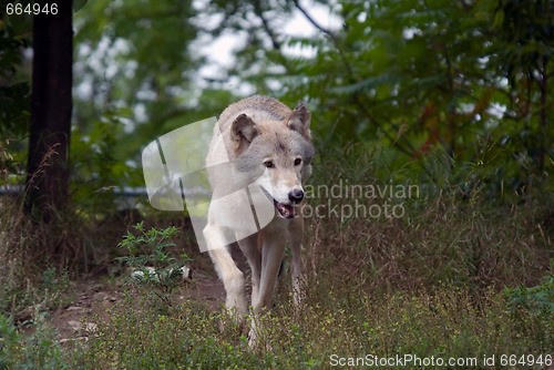 Image of Gray Wolf