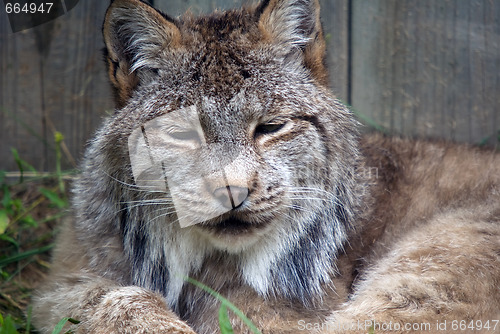 Image of Lynx