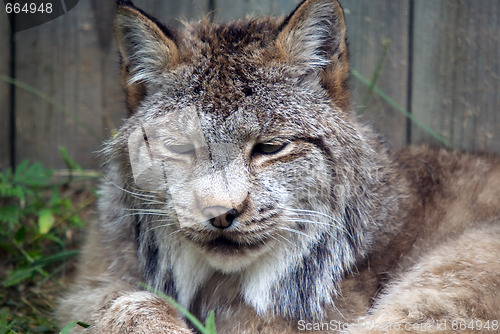 Image of Lynx