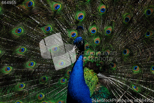 Image of Indian Peafowl