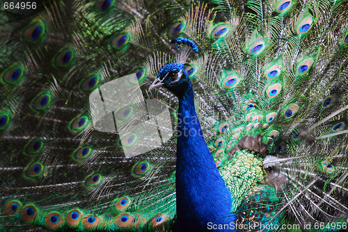 Image of Indian Peafowl