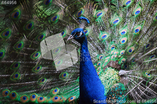 Image of Indian Peafowl