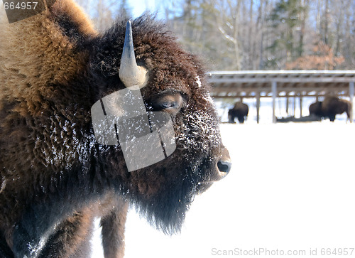 Image of Bison