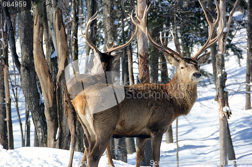 Image of Elk